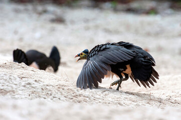 Maleo (Macrocephalon maleo) Megapode bird endemic to Sulawesi, Indonesia, lays eggs in hot sand and...