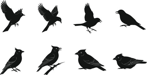 Elegant vector silhouettes of perched and flying birds, detailed songbird shapes, natural wildlife illustration set for design, decoration, branding, and creative projects
