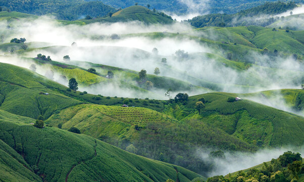 Landscape of Morning Mist with Mountain Layer. mountain ridge and clouds in rural jungle bush forest - Powered by Adobe