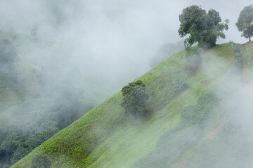 Landscape of Morning Mist with Mountain Layer at north of Thailand. mountain ridge and clouds in rural jungle bush forest