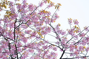 Wild Himalayan Cherry (Prunus cerasoides) or thai sakura flower