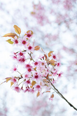 Wild Himalayan Cherry (Prunus cerasoides) or thai sakura flower