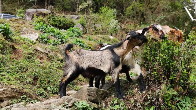 Goat eating bush in natural environment featuring brown fur, green foliage, slow movement and natural light representing livestock, animal behavior, rural farming and outdoor wildlife in countryside s
