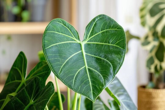 A lush green heart-shaped leaf with intricate vein patterns, set against a backdrop of a softly blurred indoor setting. - Powered by Adobe