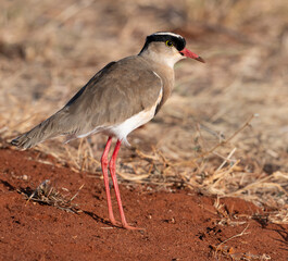 The crowned lapwing (Vanellus coronatus), or crowned plover in savanna of Tsawo East, Kenya