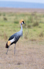 Grey Crowned Crane (Balearica regulorum) in Amboseli National Park, Kenya