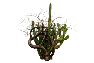 Cluster of green desert cactus plants with a twisted dead vine isolated on transparent background
