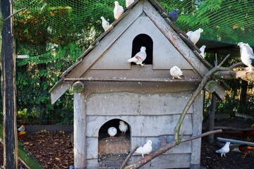 Pigeons in wooden dovecote, green mesh background, sunny day outdoors
