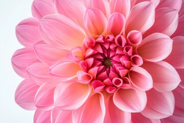 A vibrant pink dahlia flower with a prominent center surrounded by layers of petals, set against a blurred background of green foliage.