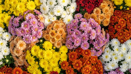 Beautiful seamless floral pattern of yellow daisies and colorful spring flowers blooming from above