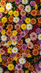 Beautiful seamless floral pattern of yellow daisies and colorful spring flowers blooming from above