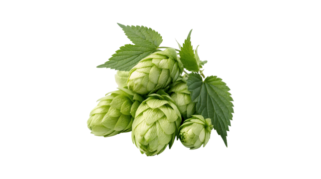A cluster of fresh green hop cones with vibrant leaves,