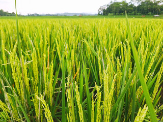 Golden mature rice grains in a paddy field, ready for harvesting