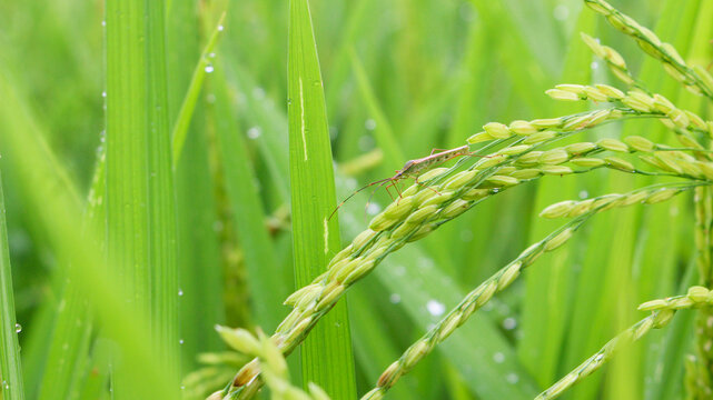 (Wang Sit) Stink bugs (Leptocorisa oratorius Fabricius, (Hemiptera: Alydidae); syn. Leptocorisa acuta) are insects that are important pests of cultivated plants, especially rice.
