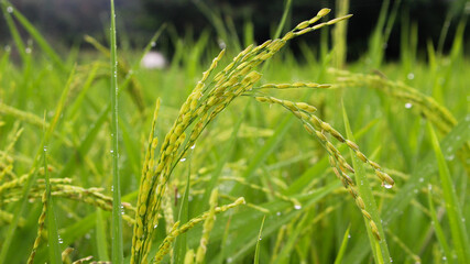 Rice grains can be seen in the rice fields with green views taken in the morning