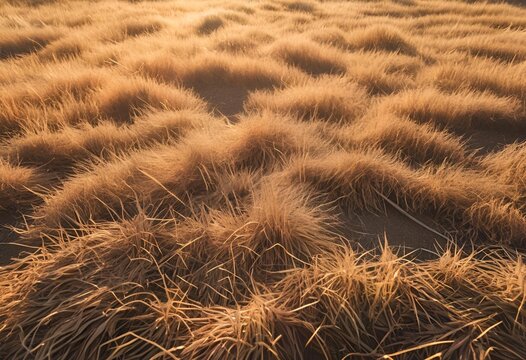 Close-up of golden-brown dry grass in a field, softly lit by low sun.
 - Powered by Adobe