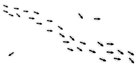 Worker ants trail line flat style design vector. Silhouette of ant symbol on white background.  Ant icon vector illustration design set.  Vector illustration. © Sarala