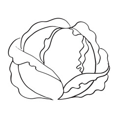 vector illustration of a cauliflower