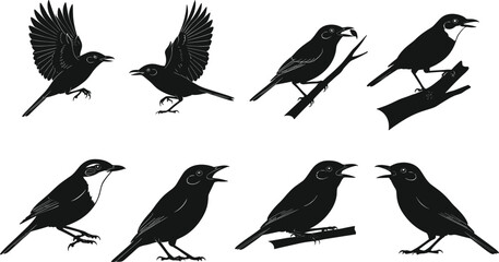 Black bird silhouette vector set, featuring perched and flying songbirds on branches with detailed outlines for nature illustration, wildlife artwork, and graphic design