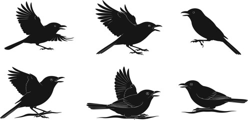 Silhouette bird illustrations in dynamic poses, flying, standing, calling, and resting, detailed black vector wildlife designs for nature, animal, and creative graphic art projects