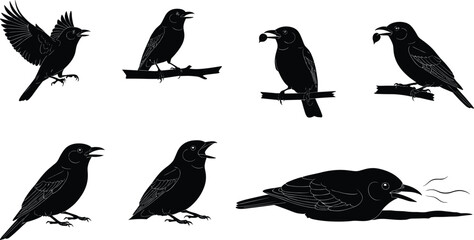 Silhouette bird illustrations in various poses, flying, perched, calling, feeding, and resting, detailed black vector wildlife designs for nature, animal, and graphic art projects