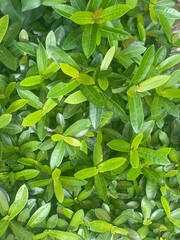 Dense green foliage of a tropical plant. The leaves are vibrant and healthy