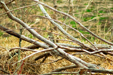 Squirrel Among Branches 