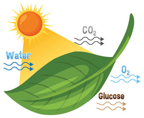 Photosynthesis Process Diagram with Leaf, Sunlight, and Chemical Inputs