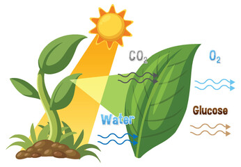 Photosynthesis Process Diagram with Sunlight, Leaf, and Chemical Inputs