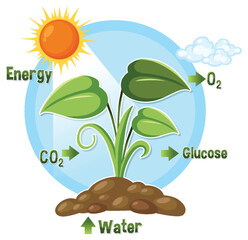 Photosynthesis Process Diagram with Sunlight, Water, and Carbon Dioxide