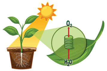 Photosynthesis Process in Plant with Sunlight and Leaf Detail