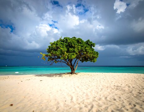 Lush green tree on white sand beach under dramatic cloudy sky - Powered by Adobe