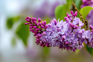 Obraz premium Blooming lilac flowers in spring with soft blurred background