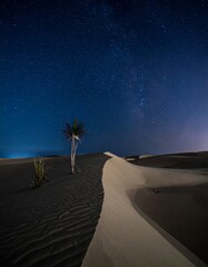 A solitary palm tree stands on a sand dune under a starry night sky. The Milky Way is visible