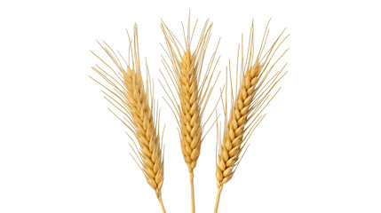 Three golden stalks of wheat stand tall against a solid black background their ripe grains ready for harvest