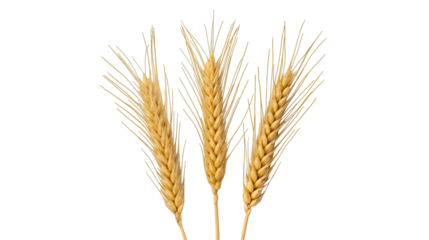 Three golden stalks of wheat stand tall against a solid black background their ripe grains ready for harvest