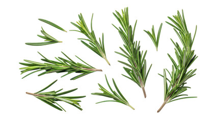 Obraz premium Fresh Rosemary Sprigs And Leaves Isolated On Black Background