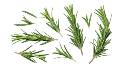 Fresh Rosemary Sprigs And Leaves Isolated On Black Background