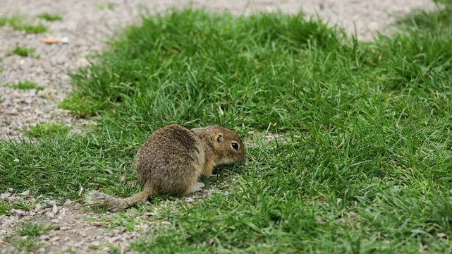 Small rodent foraging and moving in natural habitat. Ground squirrel on grass. Wildlife nature, animal behavior outdoor scene captured in high resolution. Ground squirrel in natural habitat video 4k