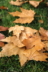 Autumn dry leaves on green gras