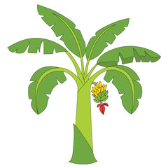 Realistic Banana Tree Vector Illustration