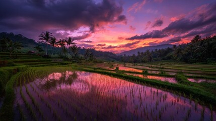 Breathtaking Sunset Over Tranquil Rice Fields with Lush Greenery and Colorful Sky Reflections in Rural Landscape