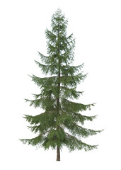 christmas tree isolated on white