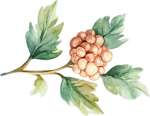 Delicate Watercolor Berries and Foliage