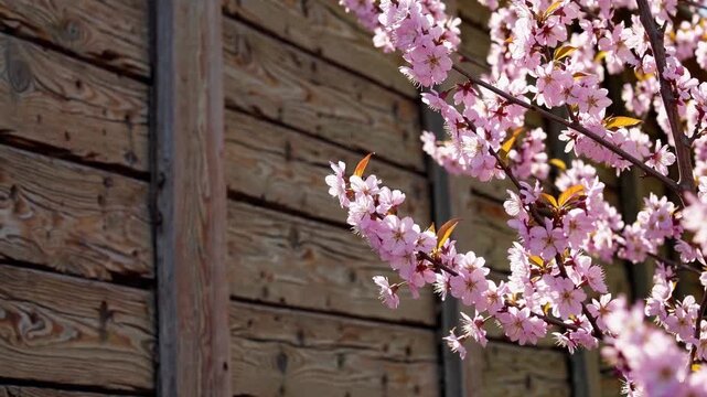 Blossoming cherry tree branches frame rustic wooden wall in vibrant spring setting