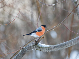 Bullfinch, pyrrhula pyrrhula, sitting on a branch without leaves in the autumn or winter.