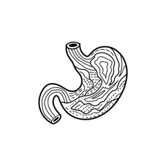 Human Stomach Anatomy Line Art Illustration