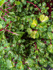 Lush foliage fills the frame with vivid green leaves and striking pink stems, creating a dense...