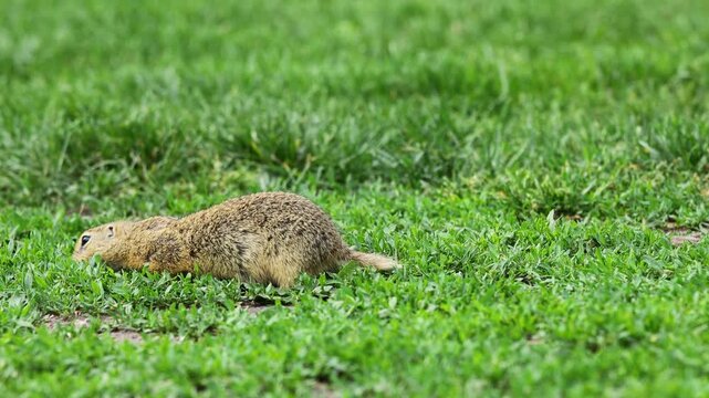 Small rodent foraging and moving in natural habitat. Ground squirrel on grass. Wildlife nature, animal behavior outdoor scene captured in high resolution. Ground squirrel in natural habitat video 4k
