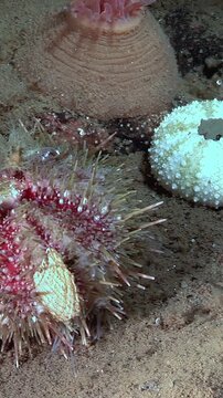 Witness a sea urchin nestled among coral and other sea life on the sandy ocean floor. Sunlight streams through the water, illuminating the unique underwater habitat.